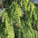 Taiwania cryptomerioides aiguille